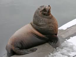 Image result for Eumetopias jubatus