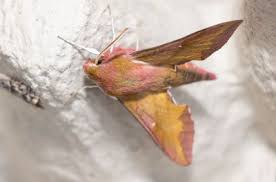 Attēlu rezultāti vaicājumam “Colostygia pectinataria female”