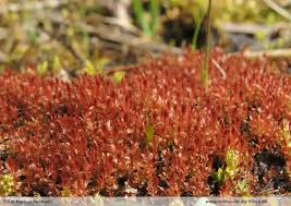 Attēlu rezultāti vaicājumam “Bryum neodamense macro”