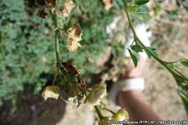 Attēlu rezultāti vaicājumam “Pyrrhocoris apterus imago”