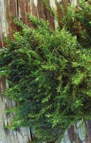 Attēlu rezultāti vaicājumam “Leptodictyum riparium sporophyte”