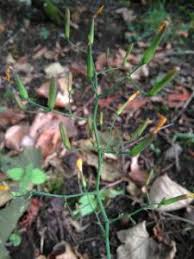 Attēlu rezultāti vaicājumam “Mycelis muralis bud”