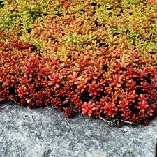 Image result for Sedum album `Coral Carpet`