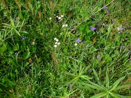 Attēlu rezultāti vaicājumam “Cerastium arvense flower”