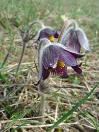 Attēlu rezultāti vaicājumam “Pulsatilla pratensis bud”