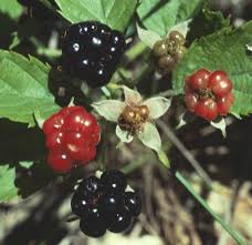 Attēlu rezultāti vaicājumam “Rubus caesius fruit”