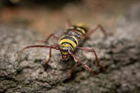 Attēlu rezultāti vaicājumam “Plagionotus detritus imago”