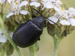 Attēlu rezultāti vaicājumam “Galeruca tanaceti”