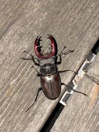 Attēlu rezultāti vaicājumam “Lucanidae”