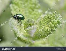 Attēlu rezultāti vaicājumam “Linaeidea aenea”