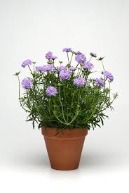 Image result for Scabiosa columbaria