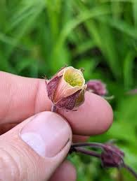 Attēlu rezultāti vaicājumam “Geum rivale bud”