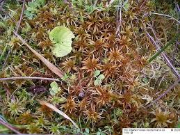 Attēlu rezultāti vaicājumam “Sphagnum teres”