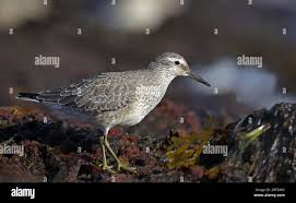 Attēlu rezultāti vaicājumam “Calidris canutus”