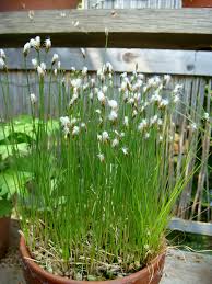 Attēlu rezultāti vaicājumam “Trichophorum alpinum”