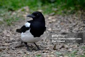 Attēlu rezultāti vaicājumam “Pica pica”