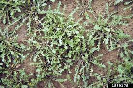 Attēlu rezultāti vaicājumam “Capsella bursa-pastoris leaf”