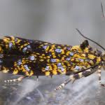 Attēlu rezultāti vaicājumam “Celypha siderana”