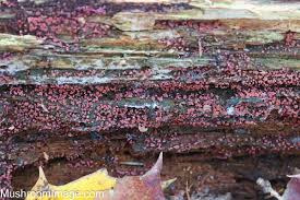 Attēlu rezultāti vaicājumam “Cribraria purpurea”