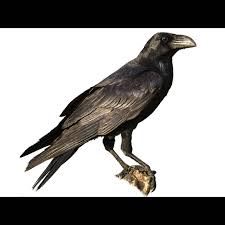 Attēlu rezultāti vaicājumam “Corvus corax”