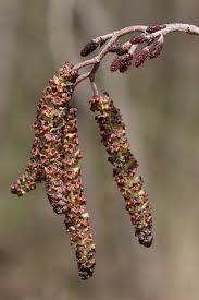 Attēlu rezultāti vaicājumam “Alnus incana female flower”