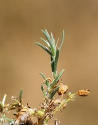 Attēlu rezultāti vaicājumam “Spergularia rubra flower”
