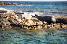 Image result for Halichoerus grypus