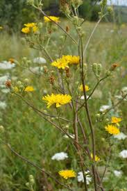 Attēlu rezultāti vaicājumam “Picris hieracioides”