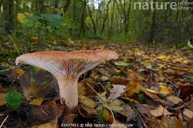 Attēlu rezultāti vaicājumam “Lactarius torminosus”