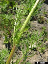 Attēlu rezultāti vaicājumam “Tripleurospermum inodorum”