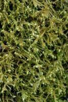 Attēlu rezultāti vaicājumam “Sanionia uncinata”