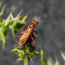 Attēlu rezultāti vaicājumam “Pompilidae”