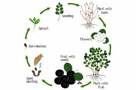 Attēlu rezultāti vaicājumam “Aronia melanocarpa bud”