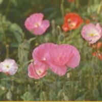 Image result for Papaver rhoeas 'Shirley'