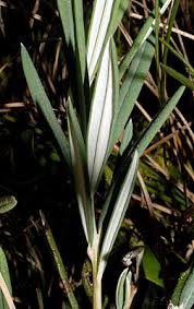 Attēlu rezultāti vaicājumam “Andromeda polifolia leaf”