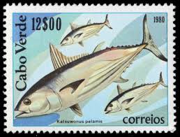 Image result for Katsuwonus pelamis