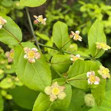 Attēlu rezultāti vaicājumam “Euonymus flower”