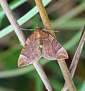 Attēlu rezultāti vaicājumam “Eulithis testata”