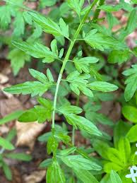 Attēlu rezultāti vaicājumam “Cardamine impatiens”