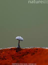 Attēlu rezultāti vaicājumam “Didymium clavus”