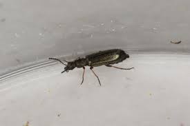 Attēlu rezultāti vaicājumam “Dasytes caeruleus imago”