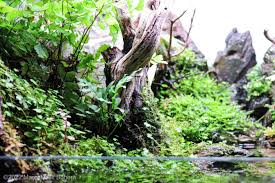 Attēlu rezultāti vaicājumam “Platyhypnidium riparioides”