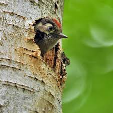 Attēlu rezultāti vaicājumam “Dendrocopos minor”