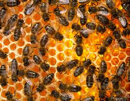 Attēlu rezultāti vaicājumam “Apis mellifera”