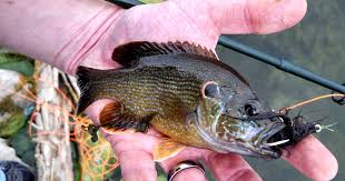 Image result for Kirkham and District Fly Fishers` Club