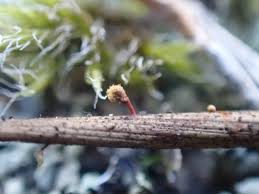 Attēlu rezultāti vaicājumam “Hemitrichia clavata stalked”