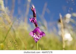 Attēlu rezultāti vaicājumam “Gladiolus imbricatus flower”