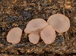 Attēlu rezultāti vaicājumam “Ombrophila violacea”