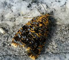 Attēlu rezultāti vaicājumam “Celypha siderana”