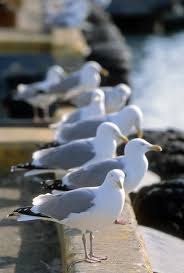 Attēlu rezultāti vaicājumam “Larus argentatus eggs”